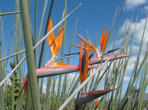 Strelitzia juncea Seeds