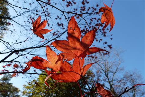 Herfst in de lucht. | Plants, Garden, Painting