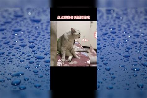 盘点那些会说话的猫咪，能和主人无障碍沟通，这是成精了吗？