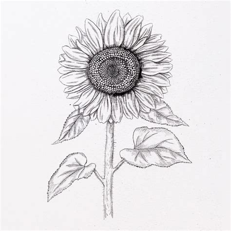 How To Draw A Sunflower Very Realistic