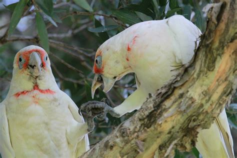 Long Billed Corella In Australia 24738300 Stock Photo At Vecteezy