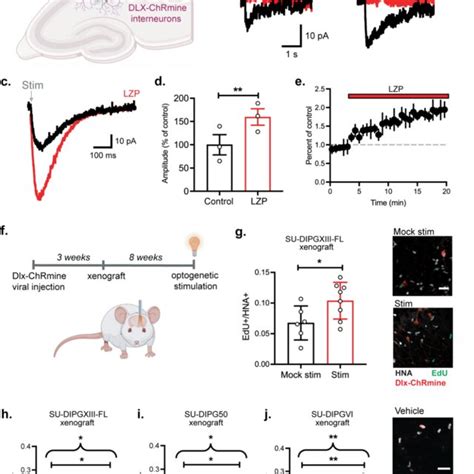 Pdf Gabaergic Neuron To Glioma Synapses In Diffuse Midline Gliomas