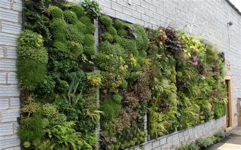 Jenis Tanaman Hias Untuk Vertical Garden