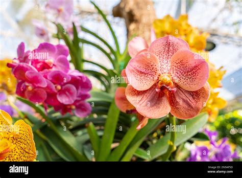 Orange Orchids Ascocenda Vanda Hybrids Blooming In Orchid House In