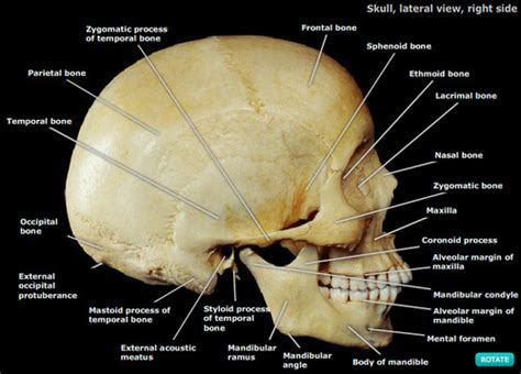 Hths Exam Module Bones Of The Skull Flashcards