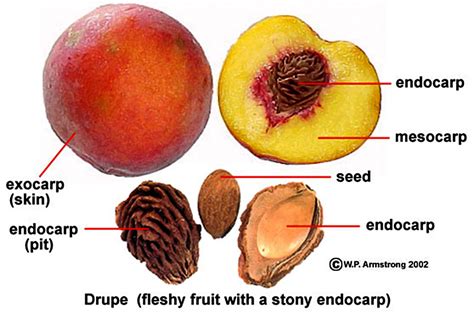 The Seed Inside A Peach Contains An Almond Like Nut Which Holds A