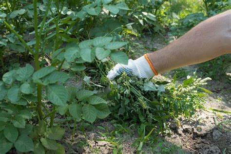 A Hand Removes Weeds In The Garden Gardening Concept Stock Image