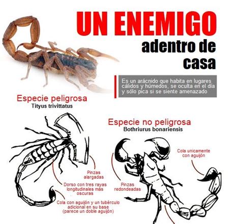 Cu Les Son Los Alacranes Peligrosos Que Hay En Tucum N Y Qu Hacer