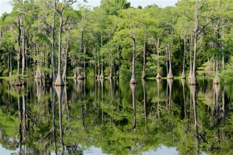 Okefenokee National Wildlife Refuge And Suwannee Canal Recreation Area