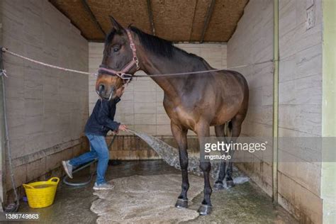 744 Cleaning Horse Stable Stock Photos, High-Res Pictures, and Images - Getty Images