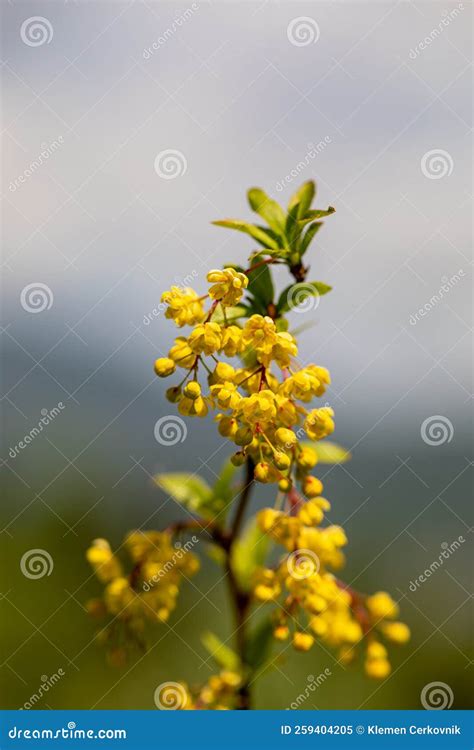 Berberis Vulgaris Flower Growing In Meadow Close Up Stock Image