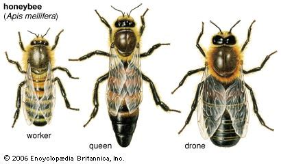 Types of Honey Bees - Honey Bee Image