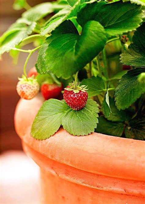 Heres How To Grow Delicious Strawberries You Can Eat Straight From