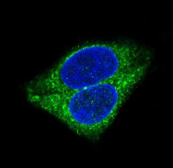 Synaptophysin Antibody ZFdows Bio 知凡生物