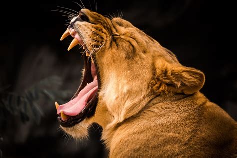 Yawn Contagion In Lions Found To Also Play A Role In Social Behavior