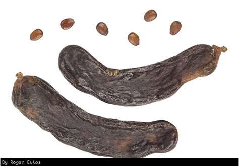 Buy Carob Fruit Tree - Ceratonia siliqua