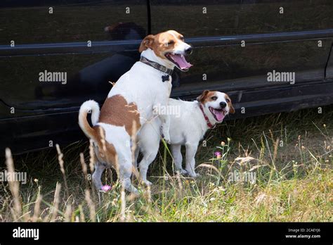 Mating of two dogs Jack Russell Terrier, breeding pets Stock Photo - Alamy