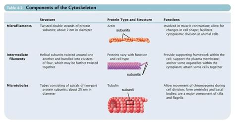 Cell Bio Chapter 17 Flashcards Quizlet