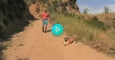 Mrw I Defend A Tiger From Poachers Then Go On A Mayhem In Their Community Before They Finally