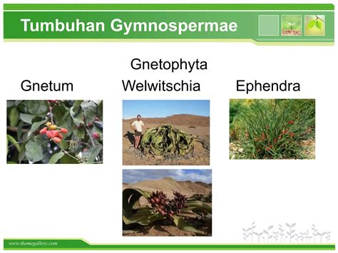 Sistem Reproduksi Tumbuhan Ppt