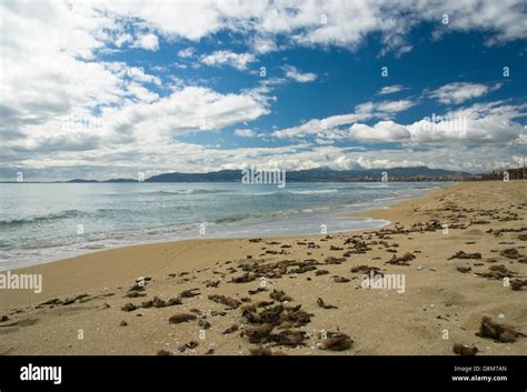 Beach of Palma de Mallorca Stock Photo - Alamy