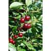 Gurney S 4 In Juliet Dwarf Bush Cherry Prunus Live Fruiting Tree 1