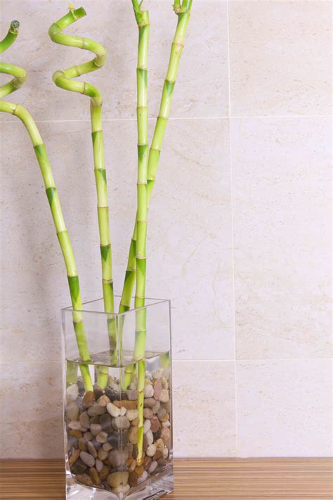 Beautiful Bathroom Plant Ideas - Accent Amenities, Inc.