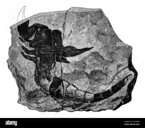 El Animal Terrestre Más Antiguo Conocido Scorpion Fósil Encontrado En