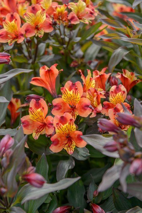 Alstroemeria: A Growing & Care Guide for Peruvian Lilies | Garden Design