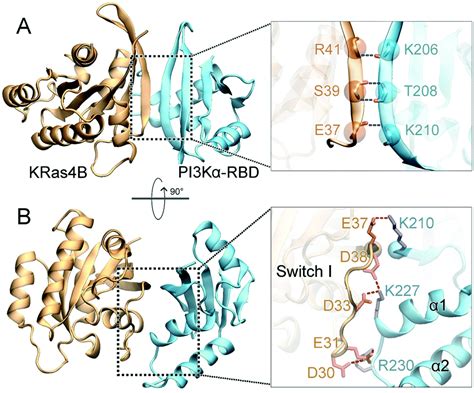 The Structural Basis For Ras Activation Of Pi K Lipid Kinase