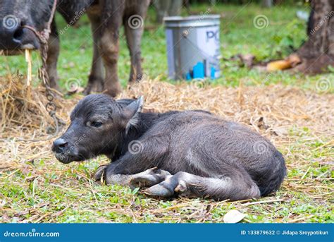 Baby Water Buffalo Sleeping Stock Photo - Image of grass, asia: 133879632