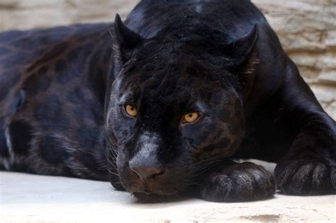 Sonhar Pantera Negra Simbolismo E Significado Segredos Do Sonho