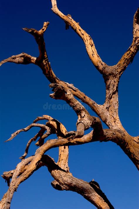 Tree skeleton stock photo. Image of trunk, abstract, driftwood - 21383332