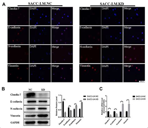 Cldn Knockdown Promotes Emt In Sacc Lm Cells A Immunofluorescence