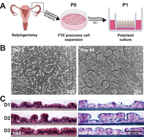 Human Fallopian Tube