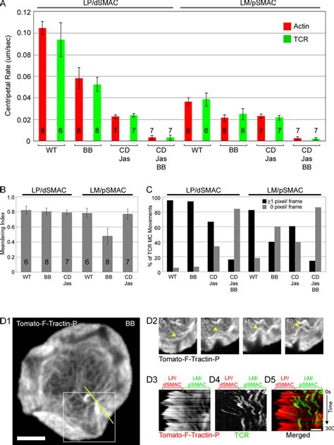 Effect Of Blebbistatin On The Dynamics Of F Actin And TCR MCs In The