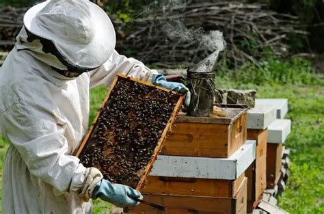 A Beginner S Guide To Beekeeping [apiculture] [ebook Included]