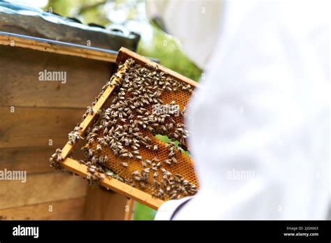 Beekeeper Holding An Artificial Bee Hive Full Of Bees Stock Photo Alamy