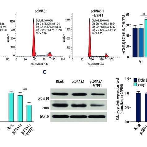 Overexpression Of MYPT1 Induces SNU 5 Cell Cycle Arrest In G1 Phase