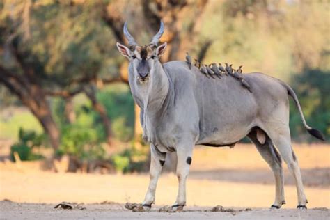 Common Eland Getting To Know The Giant African Antelope