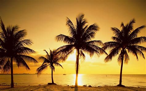 Download Palm Trees On The Beach At Sunset Wallpaper