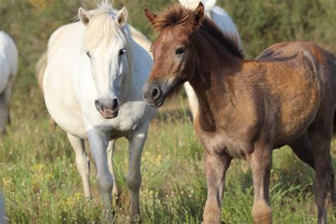 Pourquoi la Camargue doit être protégée Réserve du petit Rhône