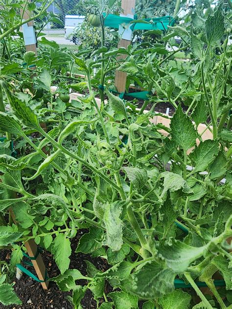 Does this look like leaf curl disease? : r/tomatoes