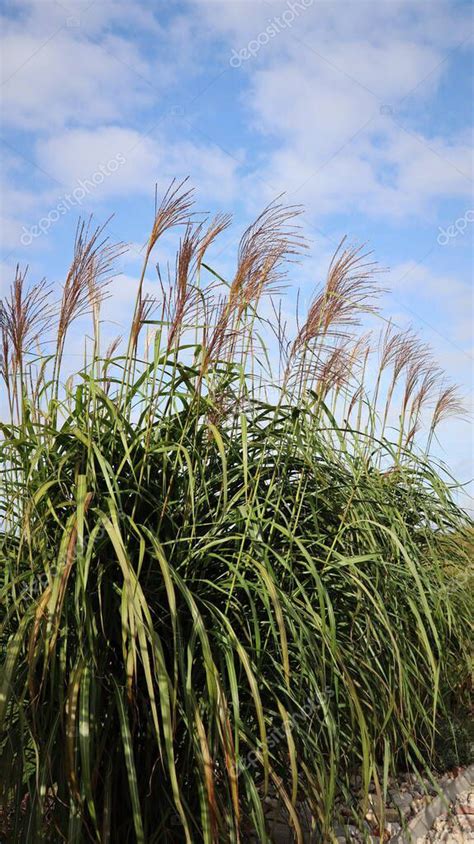 Un Grupo De Hierba Miscanthus Gigante Con Flores Contra El Cielo En