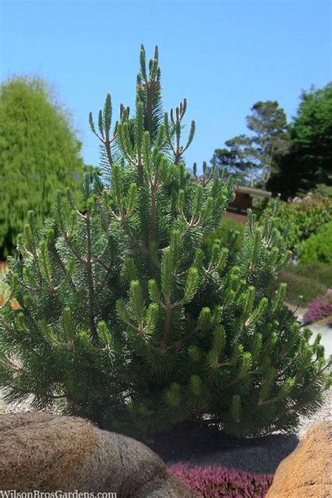 Buy Austrian Black Pine Pinus Nigra Free Shipping Wilson Bros Gardens 5 Gallon Pot For