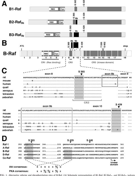 PDF Differential Regulation Of B Raf Isoforms By Phosphorylation And