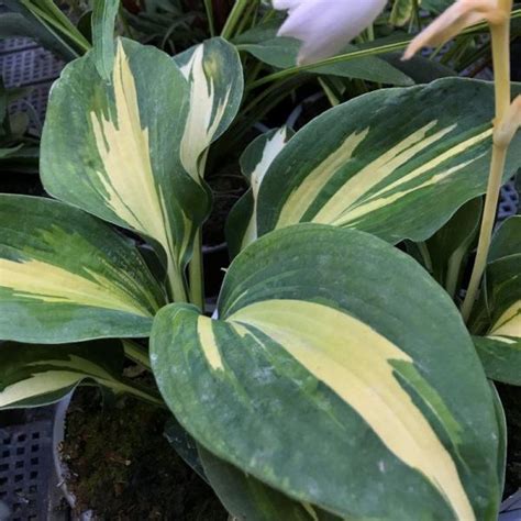 Hosta sieboldiana Great Expectations árnyékliliom Florapont