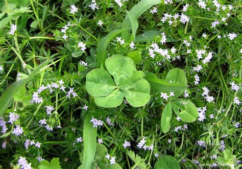 Get Me To The Country Four Leaf Clover Tea