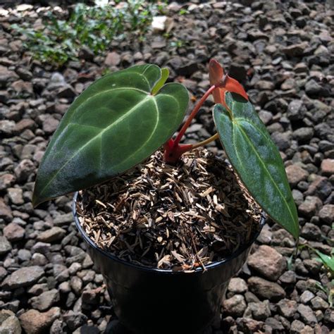 Jual Anthurium Blue Papillilaminum Seed Tanaman Hias Kuping Gajah