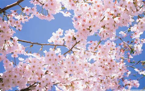 Cherry Blossom Wallpaper 4K